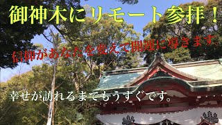 「樹齢2千年を超える」御神木のパワー。来宮神社。Over 2000 years! Sacred tree in the Kiyomiya- Shrine.