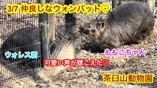 3/7 茶臼山動物園 ウォンバット♡（ウォレス君・ももこちゃん）