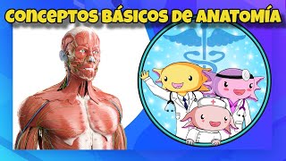 Conceptos BÁSICOS DE ANATOMÍA PASO A PASO + Historia de la Anatomía