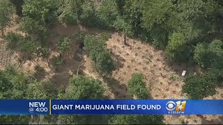 More Than 17,000 Marijuana Plants Seized In Navarro County