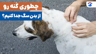 خطر بزرگ کنه‌ها: روش حذف درست و ایمن آن‌ها از بدن سگ..!!