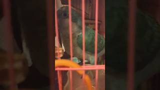 小奶鳥💙🐦藍和尚鸚鵡幼鳥學講xxx不停講自己xx＜BlueX＞ blue baby parrot wanna speak xxx ＃quaker parrot is trying to speak