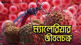ম্যালেরিয়ার জীবনচক্র - The Life Cycle Of Malaria | Wildology Bangla