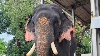 തൃക്കടവൂർ ശിവരാജു !! kerala elephant!! 🥰😍❤️