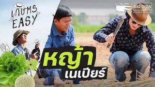 หญ้าเนเปียร์ | เกษตร อีซี่