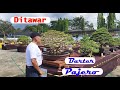 PAMNAS BONSAI CILACAP 2023#pamnas #barcelona #viral #rumah #bonsai #bonsai bali#pameran bonsai#