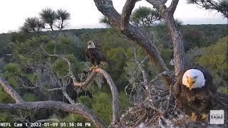 AEF~NEFL Nest Cam~Intruder~Team work from Gabby and Samson 1 9 2022