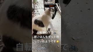 小さな声でお返事する元お嬢様野良猫🐱🎀葵ちゃん