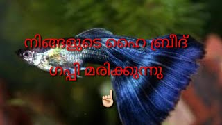 നിങ്ങളുടെ ഹൈ ബ്രീദ്  ഗപ്പി മരിക്കുന്നു Why Your High Breed Guppyies Dying