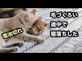 【仲良すぎ】元野良猫と先住猫はいつも一緒｜先住猫の毛づくろいの途中で急に電池が切れたように寝落ちした