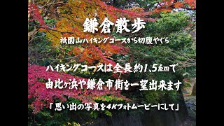 鎌倉散歩（祇園山ハイキングコースから切腹やぐら）ハイキングコースは全長約1 5kmで 由比ヶ浜や鎌倉市街を一望出来ます　４Ｋ