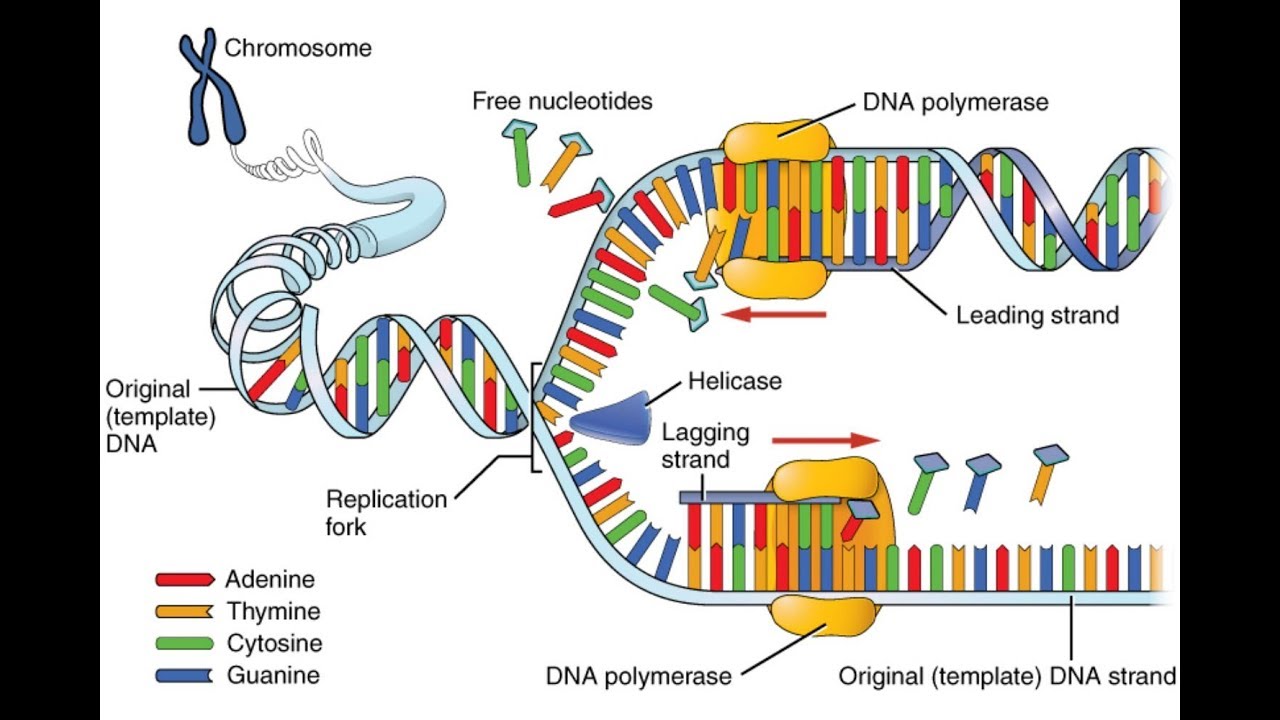 Dna Replication Animation