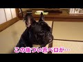 犬と泊まれる修善寺 絆10　朝から豪華なわんご飯