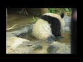 ueno zoo panda xiang xiang ♪ cute bathing