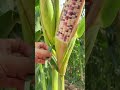 waxy corn in field 🌽 eastwestseed เหนียวหวานทับทิม thailand