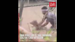 Man Risks Life To Save Drowning Calf In Flood Hit Assam