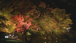 栗林公園で18日から紅葉のライトアップ　約650個の明かりが夜の公園を照らす　高松市