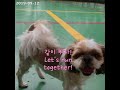 7살 시츄 써니 엄마와 같이 달리고 싶은 강아지 a dog that wants to run with its mom. good puppy