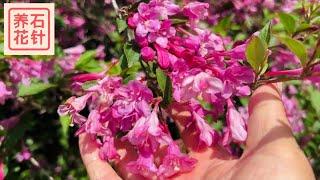 粉色锦带花 - weigela