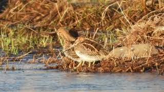 ENKELTBEKKASIN (GALLINAGO GALLINAGO)