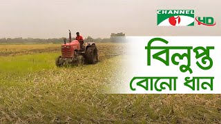 নওগাঁয় বিলুপ্ত জাতের বোনো ধান উৎপাদনে আগ্রহী কৃষক