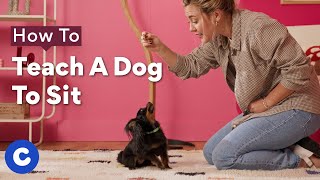 How To Teach A Dog To Sit | Chewtorials