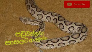 පඩුවස්නුවර පාසලට ආ අමුත්තා ...නිදහස් කලේ කුලියාපිටියේ වසන්ත මහත්මා..