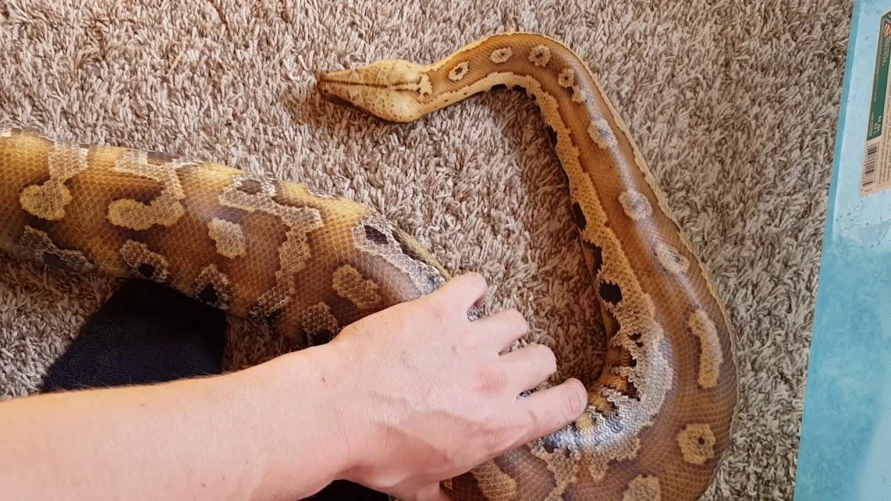 Boa Constrictor Versus Python