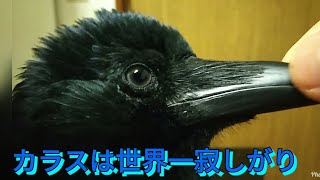 【カラスの甘えタイム】カラスは犬猫より甘えるよ🐦 頭が良いからどんな動物よりも愛情深い😌 20171214、カラス