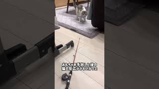 おもちゃを手放したら猫の反応が可愛かった　#shorts #スコティッシュフォールド