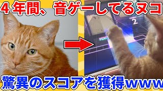 【2ch動物スレ】4年間、毎日音ゲーしてるネッコ→驚異のスコアを獲ってしまうｗｗｗｗｗ