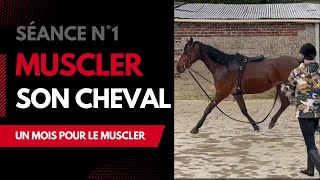 Comment muscler son cheval : Les bases à la longe