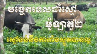 Mulato2 Grass Growing Technique បច្ចេកទេសដាំស្មៅម៉ូឡាតូ២