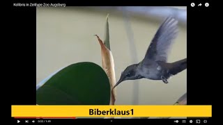 Kolibris in Zeitlupe  Zoo Augsburg