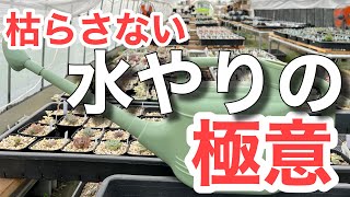 【多肉植物】多肉を枯らさない知っておくこと　自宅の環境を知ろう！＃多肉＃多肉植物＃多肉の育て方