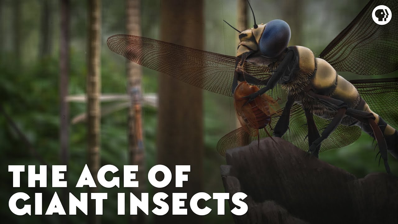 The Age Of Giant Insects - YouTube