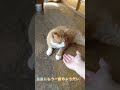 飼い猫 お手してくれるのかチャレンジ！