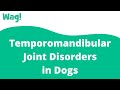 Temporomandibular Joint Disorders in Dogs | Wag!