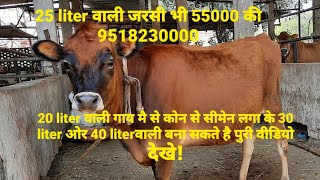 जर्सी गाबिन बछडिया फार सेल टॉप क्लास रेट 55000 की एवरेज # 9518230000