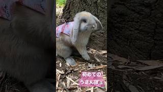 【お出かけ】うさんぽデビュー🐰/The first time to go to a park.⛲️ #asmr #rabbit #토끼 #うさんぽ