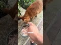 今天流浪猫大餐之手撕鸡！我和流浪猫的故事 干饭最积极的小猫 那只小可爱还在 有想领养的跟我说哦