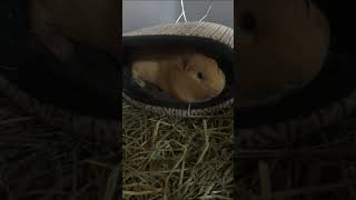 Lazy Guinea Pigs! Nugget and Coco relaxing