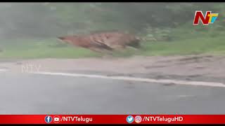 Tiger Hulchul At Mandla In Madhya Pradesh || NTV