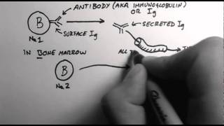 B-Cells 1 - What are Antibodies?