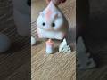 Handmade hamster squishy maybe the best pet squishy #squishy #cute #satisfying #kawaii  #hamsters