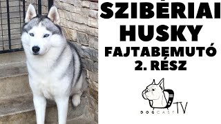 A Szibériai Husky fajtabemutató - 2. rész! A HUSKY kutya fajta! DogCast TV!