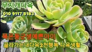 #시흥무지개다육국민이총집합2천원짜리도택배가능구매#스노우바니#티피#샤프트#레티지아#백봉#펀퀸#레드콘 루비틴트 핑클루비 흑장미 홍포도 01091178183