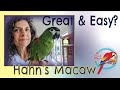 Is My #Hahns_Macaw Easy To Take Care Of? #Parrot_Bliss