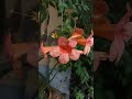 trumpet vine or trumpet creeper flowers