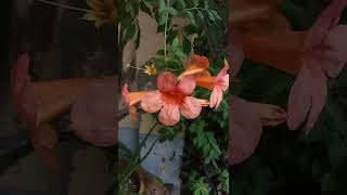 Trumpet Vine or Trumpet Creeper flowers